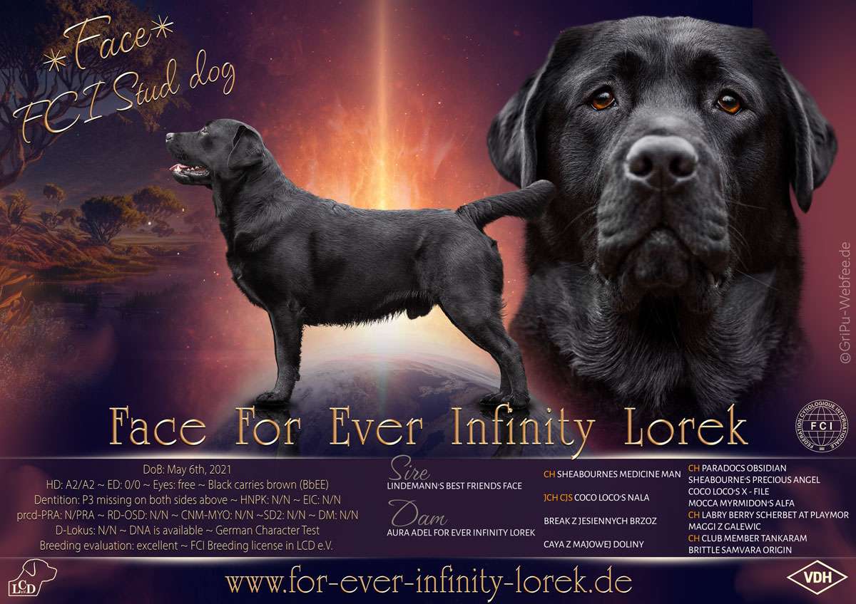 Face For Ever Infinity Lorek / FCI Deckrüde