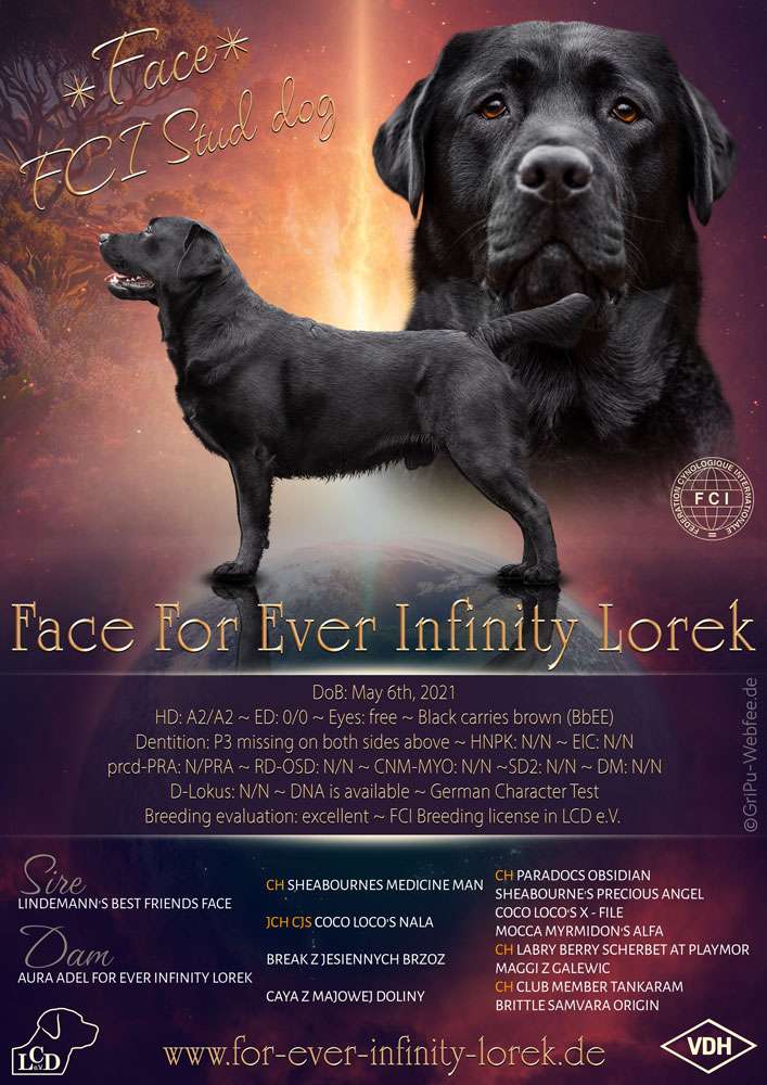 Face For Ever Infinity Lorek / FCI Deckrüde