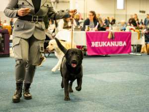 Bundessieger + Crufts Q Dortmund